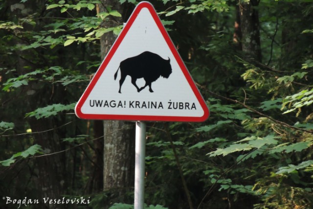 Beware! Bisons' land