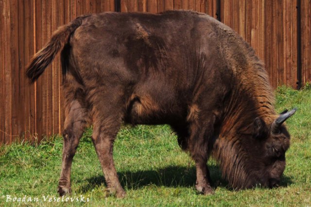 European bison (Żubr. Bison bonasus)