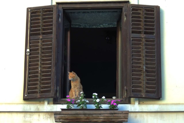 10. Window cat