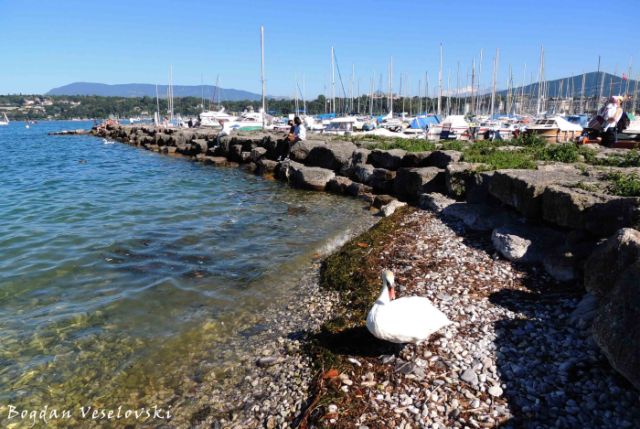 15. Swan in the port