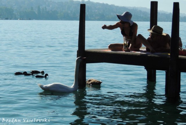 16. Feeding the swan on Lake Zürich