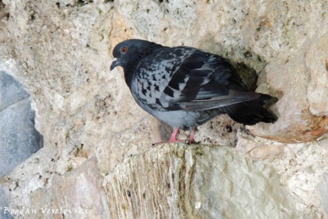 24. Castle Pigeon