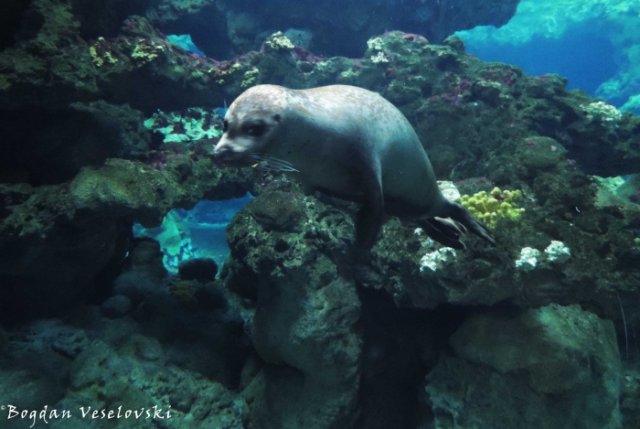 29. Seal - Aquarium of Genoa (Acquario di Genova)