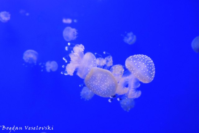33. Jellyfish  - Aquarium of Genoa (Acquario di Genova)