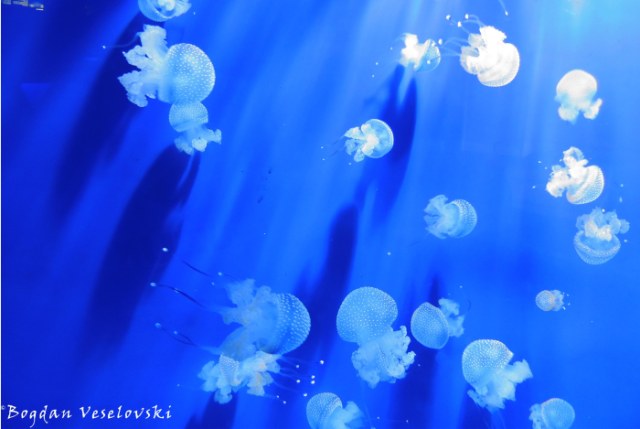 34. Jellyfish  - Aquarium of Genoa (Acquario di Genova)