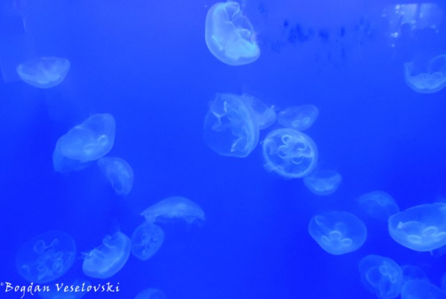 35. Jellyfish  - Aquarium of Genoa (Acquario di Genova)