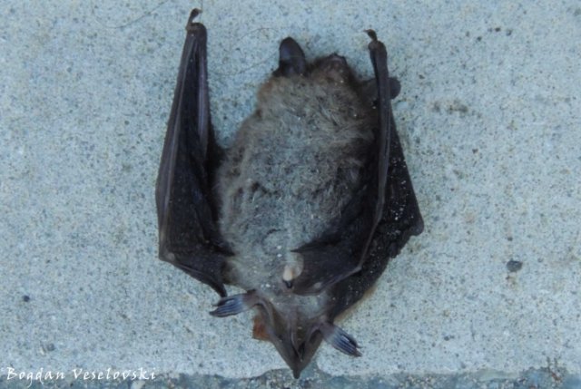 46. R.I.P. Bat
