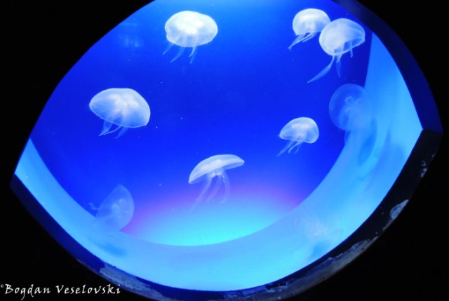 53. Jellyfish - Oceanographic Museum (Musée océanographique)