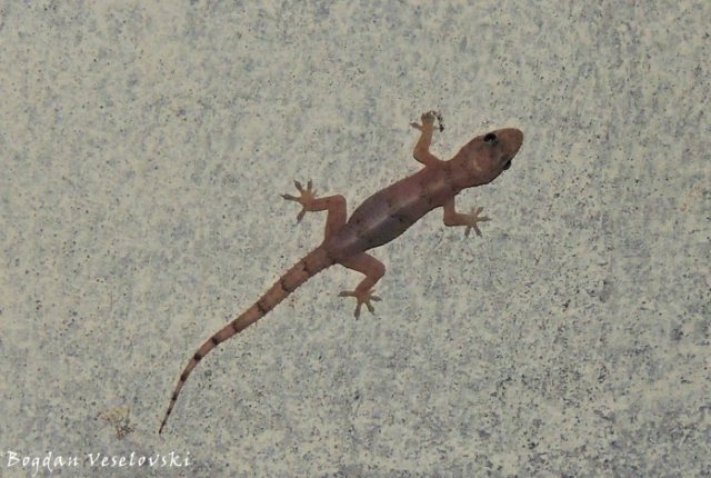 Buluzi wamng'ono (young gecko)