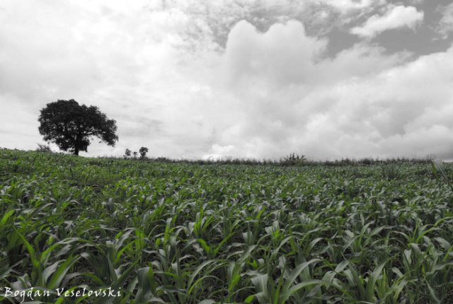 Maize field in the rainy season