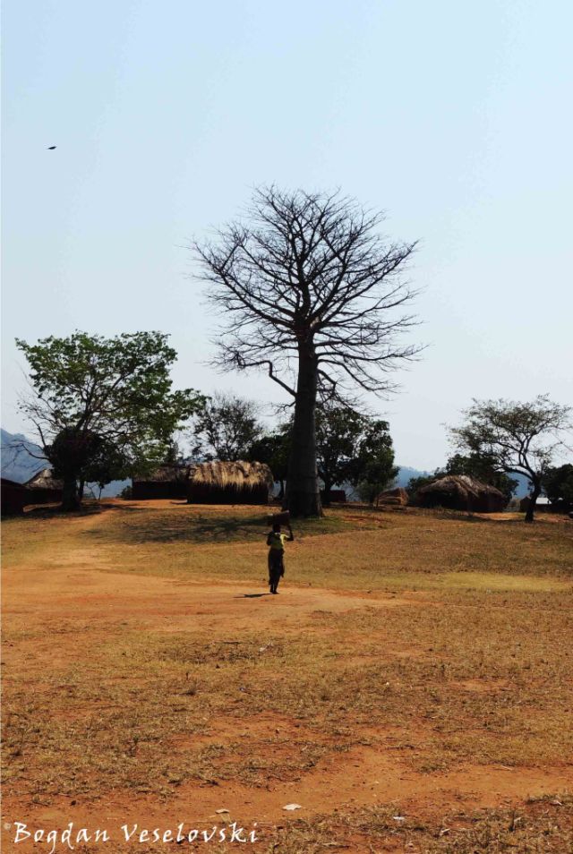 Baobab tree in Pheledzenge