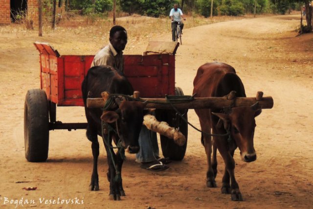 Cow transportation