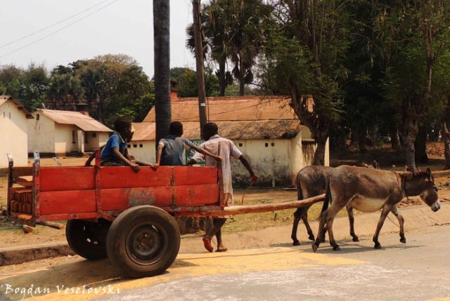 Donkey transportation in Chicwawa