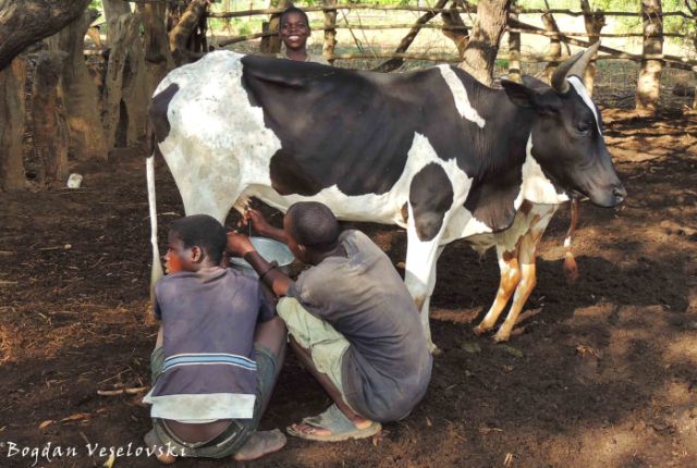Kukama ng'ombe (milking the cow)