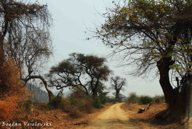 Nsanje-Chididi car road