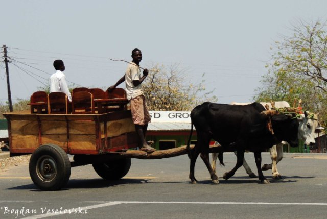 Ox transportation