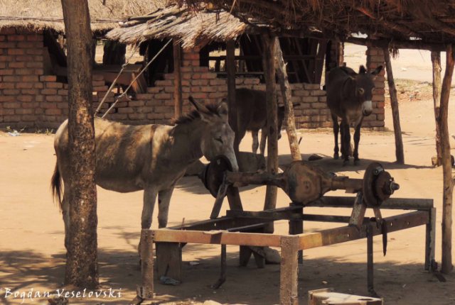 Abulu (Donkeys in Nsanje)