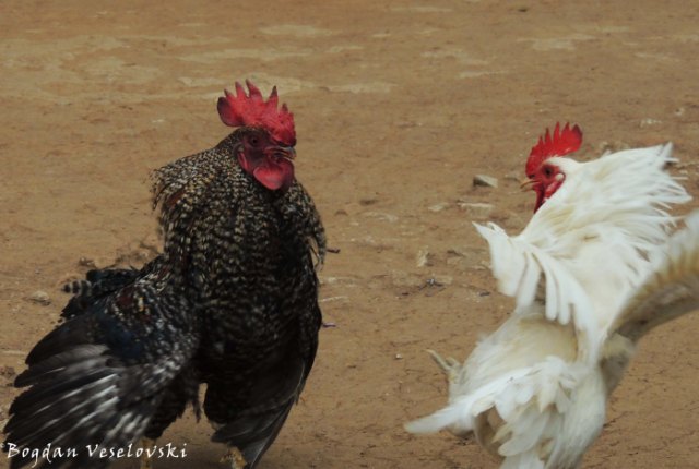 Atambala (roosters fighting)