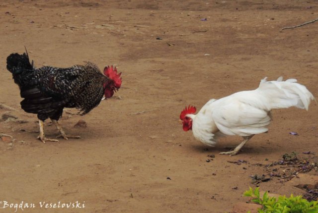 Atambala (roosters fighting)
