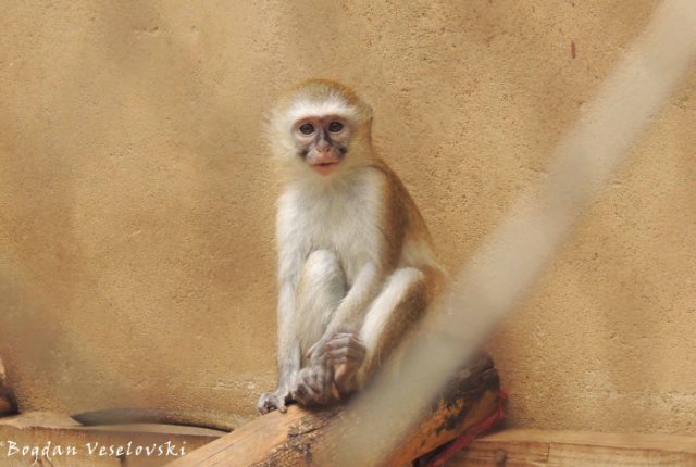 Baby vervet monkey