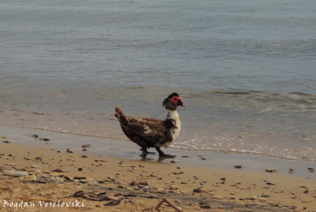 Bakha (duck on the shore)