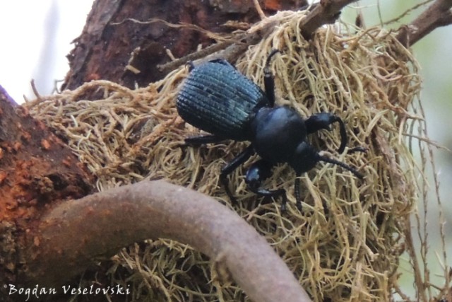 Beetle in Mulanje