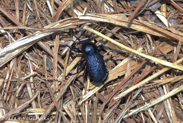 Beetle in Zomba