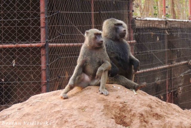 Bongwe (baboons)