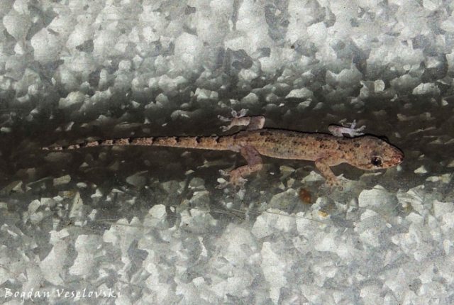 Buluzi wamng'ono (gecko)