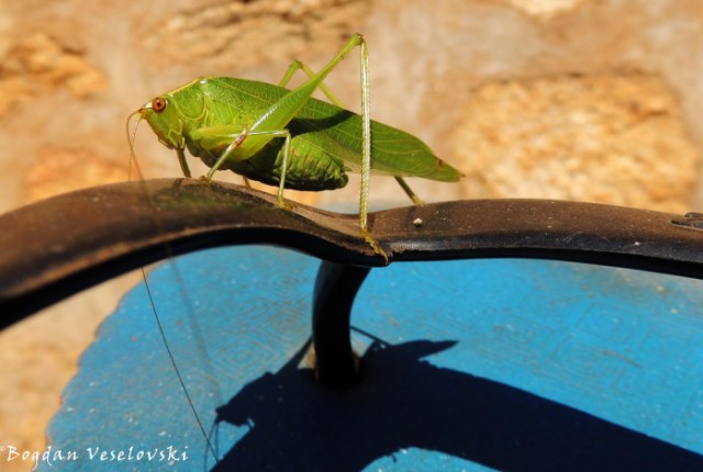 Bwamnoni (kind of grasshopper with fat. katydid)