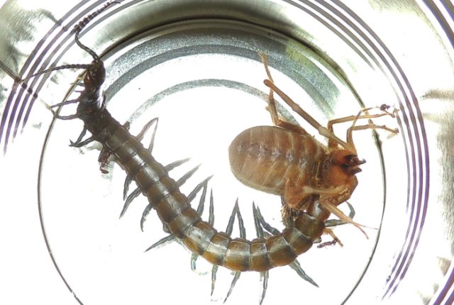 Centipede & solifugid fighting
