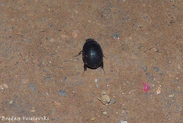 Chifulatudzi (beetle)