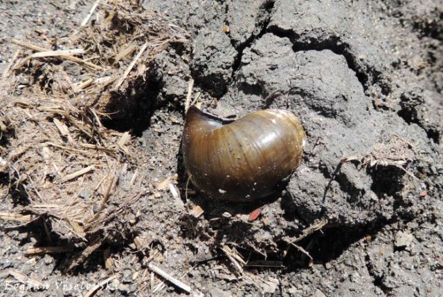 Chiganamba cha nkhono (snail shell)