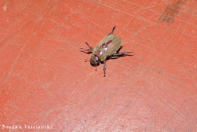 Chikumbu (beetle)