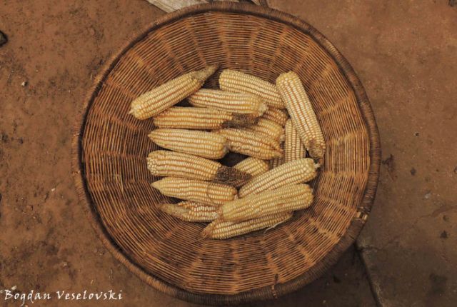 Chimanga (maize)