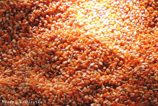 Chimanga / Pops (maize grains for popcorn)
