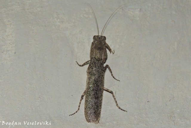 Chiswamphika (praying mantis)