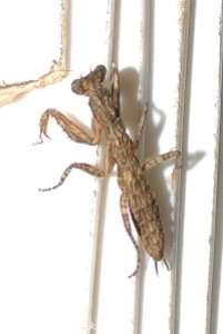 Chiswamphika (praying mantis)