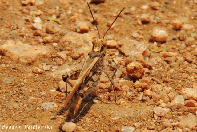 Chitete (grasshopper)
