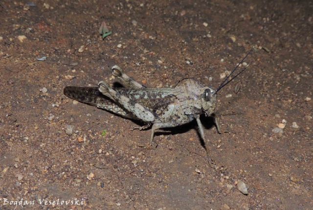 Chiwala (grasshopper)