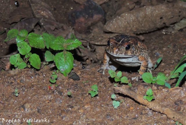 Chule (toad)
