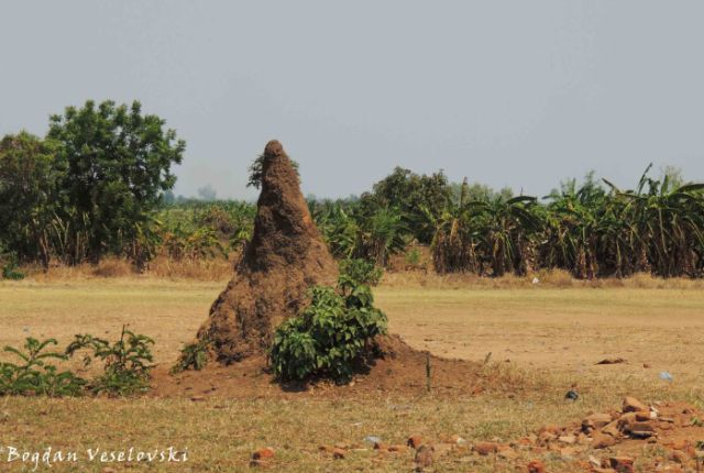 Chulu (termite hill in Nsanje)