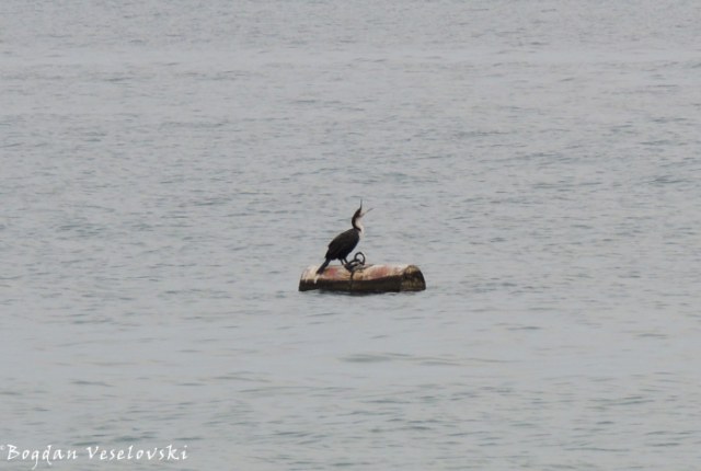 Cormorant in Cape Maclear