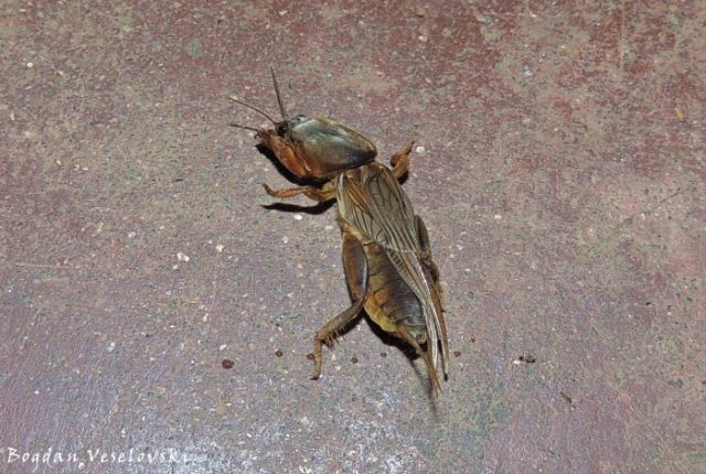 Nkhululu (mole cricket)