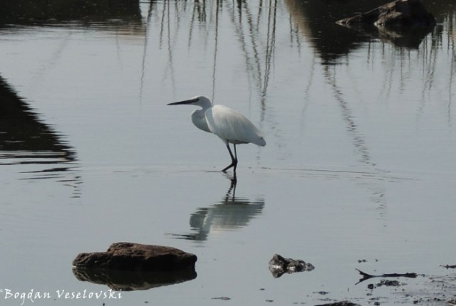 Egret in Chilwa