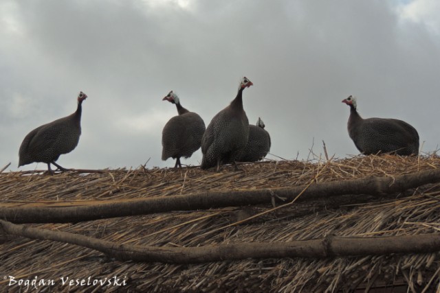 Fowls on the roof