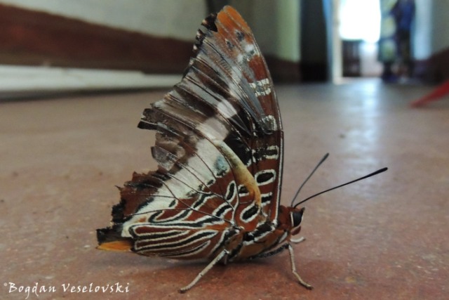 Gulugufe (Butterfly)