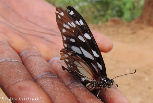 Gulugufe (butterfly)