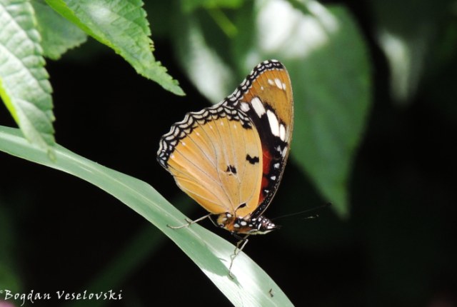 Gulugufe (butterfly)