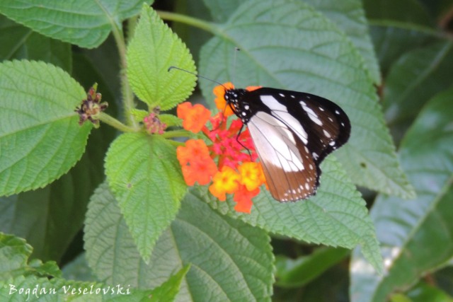 Gulugufe (Butterfly)